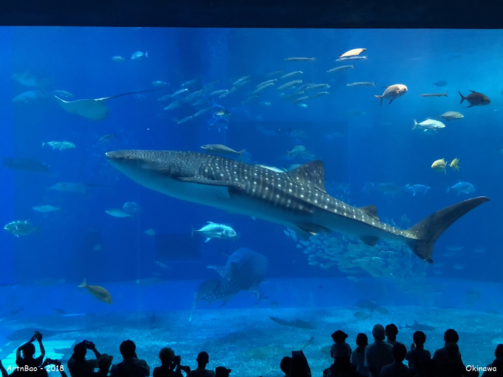 Whale Shark Okinawa Churaumi Aquarium
