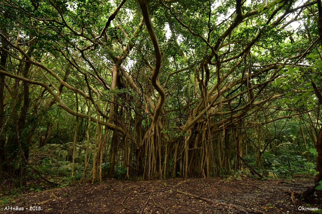 Banyan Tree at Yanbaru Forest Trail