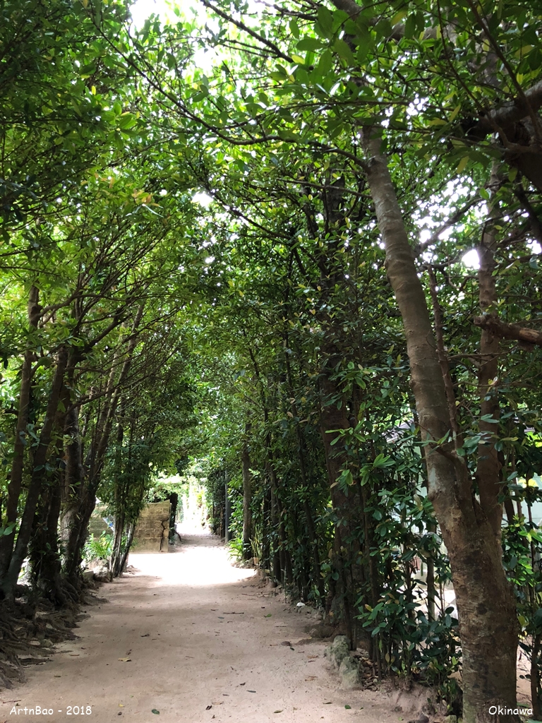 Bise Fukugi Tree-lined street