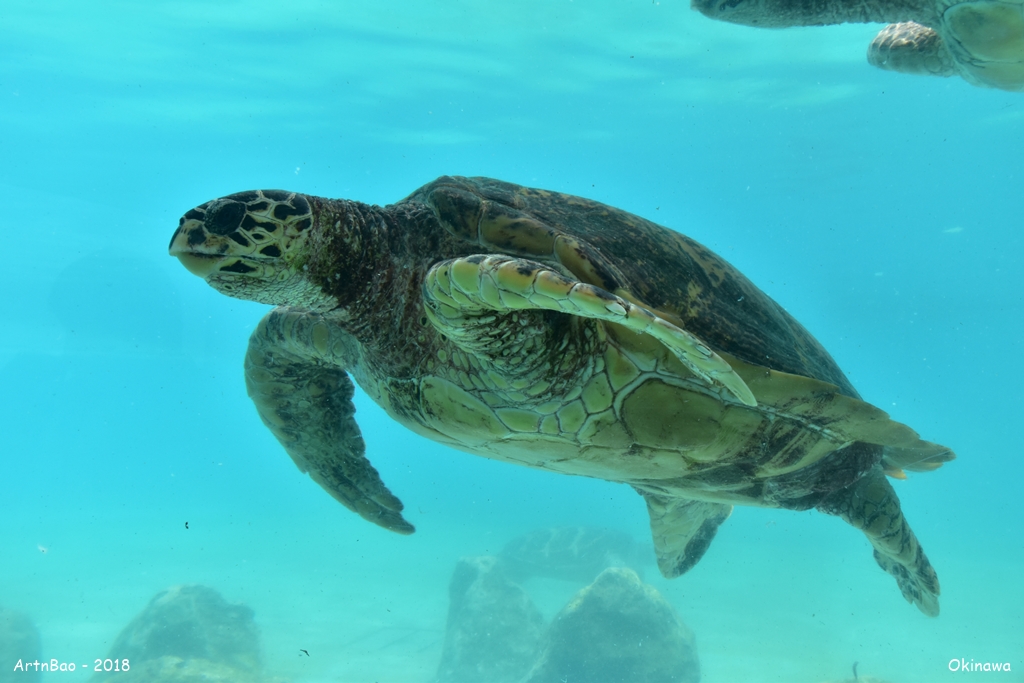 Sea Turtle - Ocean Park